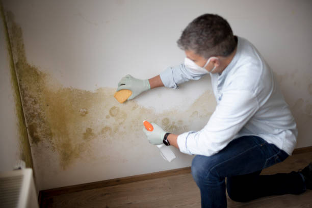 Best Real Estate Mold Inspection  in Centerville, OH